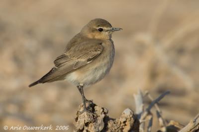 Isabelline Wheatear  -  Izabeltapuit  -  Oenanthe isabellina