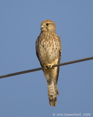 Lesser Kestrel  -  Kleine Torenvalk  -  Falco naumanni