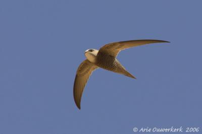 Pallid Swift  -  Vale Gierzwaluw  -  Apus pallidus