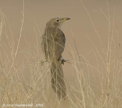 Arabian Babbler  -  Arabische Babbelaar  -  Turdoides squamiceps