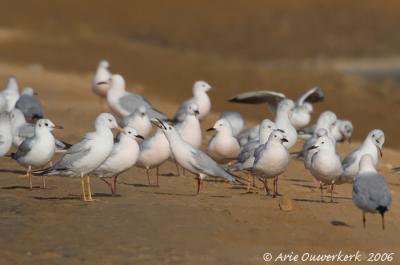 Slender-billed Gull  -  Dunbekmeeuw  -  Larus genei