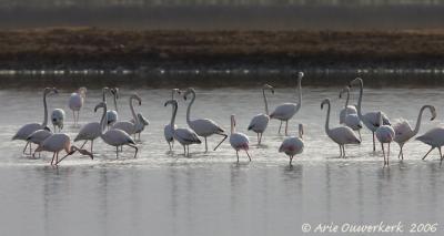 Greater Flamingo  -  Flamingo  -  Phoenicopterus roseus