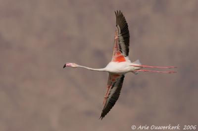 Greater Flamingo  -  Flamingo  -  Phoenicopterus roseus