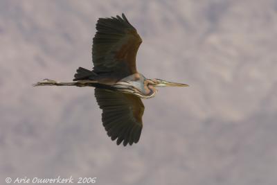 Purple Heron - Purperreiger - Ardea purpurea