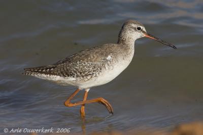 Spotted Redshank  -  Zwarte Ruiter  -  Tringa erythropus