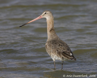 Black-tailed Godwit - Grutto - Limosa limosa