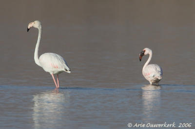 Lesser Flamingo  -  Kleine Flamingo  -  Phoenicopterus minor