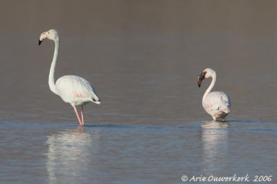 Lesser Flamingo - Kleine Flamingo - Phoenicopterus minor