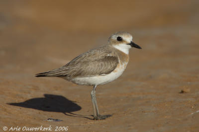 Greater Sand Plover  -  Woestijnplevier  -  Charadrius leschenaultii