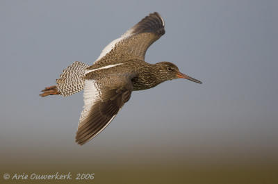 Common Redshank - Tureluur - Tringa totanus