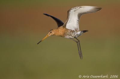 Black-tailed Godwit - Grutto - Limosa limosa