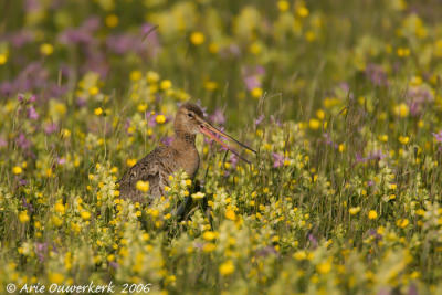 Black-tailed Godwit - Grutto - Limosa limosa