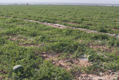 water-melon fields Elifaz, K38