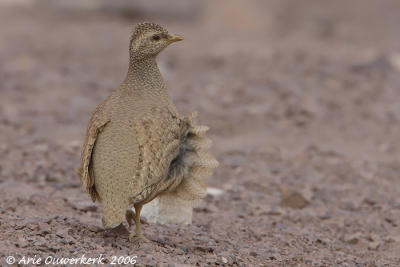 Sand Partridge  -  Arabische Woestijnpatrijs  -  Ammoperdix heyi