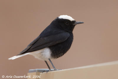 White-crowned Wheatear  -  Witkruintapuit  -  Oenanthe leucopyga