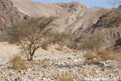 Wadi Mapalim