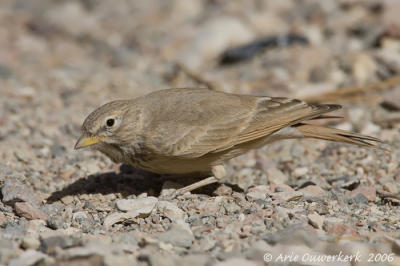 Desert Lark  -  Woestijnleeuwerik  -  Ammomanes deserti