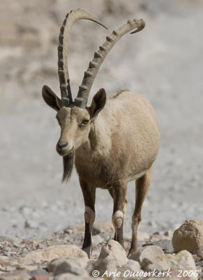 Nubian Ibex  -  Nubische Steenbok  -  Capra nubiana