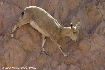 Nubian Ibex  -  Nubische Steenbok  -  Capra nubiana
