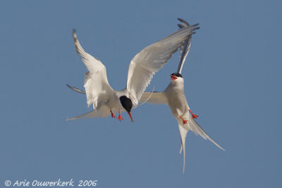 g4/08/586108/3/62581316.uCFlNY4Q.jpg