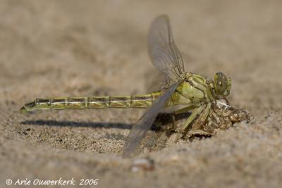 The first hour of a River Clubtail (Yellow-legged Clubtail)