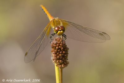 Yellow-winged Darter - Geelvlekheidelibel - Sympetrum flaveolum