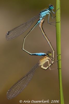 Common Bluetail - Lantaarntje - Ischnura elegans