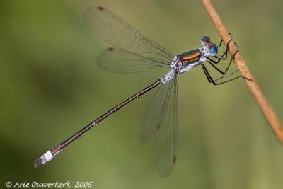 Common Spreadwing - Gewone Pantserjuffer - Lestes sponsa