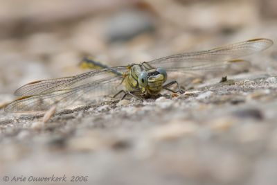 'Western Club-tail'  - Plasrombout - Gomphus pulchellus