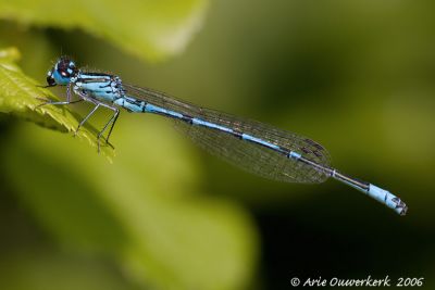 Azure Bluet  - Azuurwaterjuffer - Coenagrion puella
