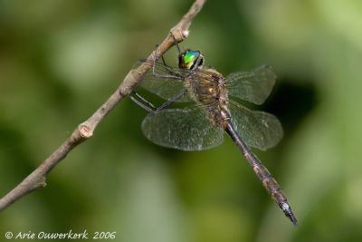 Somatochlora flavomaculata - Yellow-spotted Emerald - Gevlekte Glanslibel