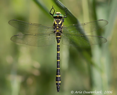Golden-ringed Dragonfly - Gewone Bronlibel - Cordulegaster boltonii