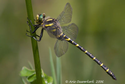 Cordulegaster boltonii - Common Goldenring - Gewone Bronlibel