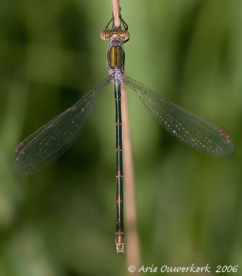 Small Spreadwing - Tengere Pantserjuffer - Lestes virens