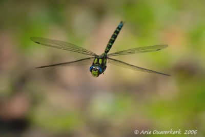 Southern Hawker - Blauwe Glazenmaker - Aeshna cyanea