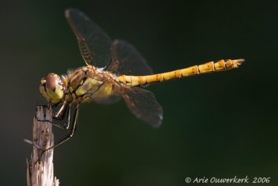 Moustached (Vagrant) Darter - Steenrode Heidelibel - Sympetrum vulgatum