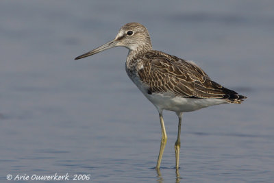 Common Greenshank - Groenpootruiter  - Tringa nebularia