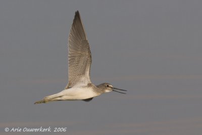 Common Greenshank - Groenpootruiter  - Tringa nebularia