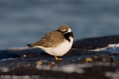 Common Ringed Plover - Bontbekplevier - Charadrius hiaticula