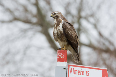 Common Buzzard - Buizerd - Buteo buteo