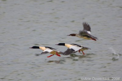 Goosander - Grote Zaagbek - Mergus merganser