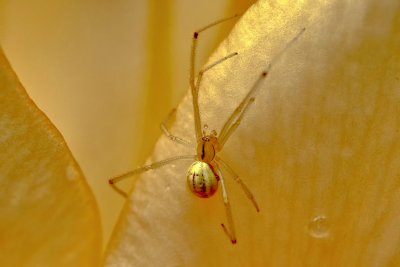 Golden spider 12x18.jpg