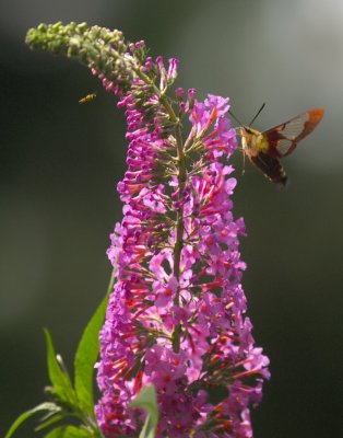 Hummingbird moth 12x18.jpg