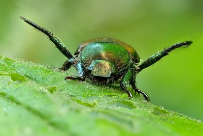japanese beetle -12x18.jpg