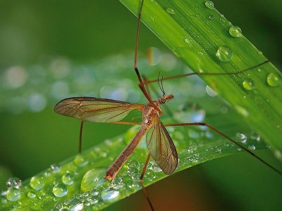 Macro field Set-up