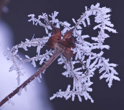 Winter Garden - Frozen