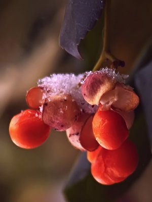 Winter Garden - Ice Berries