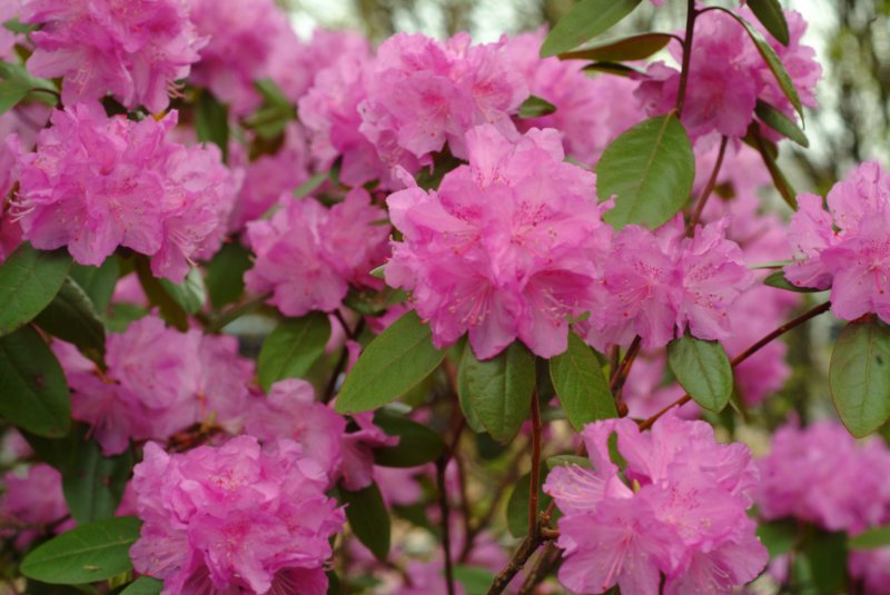 Azaleas