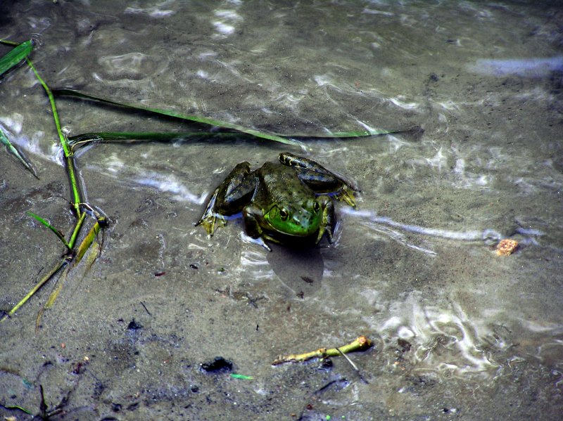 JohnDs FroggieAdjustment.jpg