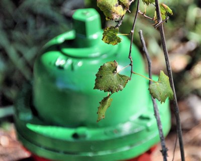 IMG_2381 hydrant behind a leaf 